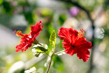 Close-up Of Two Hibiscus Flowers On A Bright Sunny Day