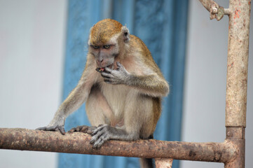 wild monkey at Balinese temple Indonesia