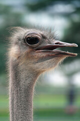 Wall Mural - ostrich bird close up view