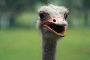 Poster - ostrich bird close up view