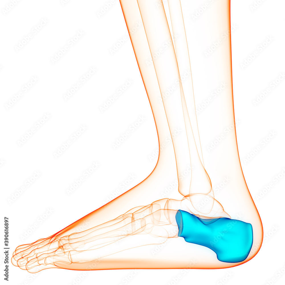 Human Skeleton System Calcaneus Bone Joints Anatomy Stock Illustration ...