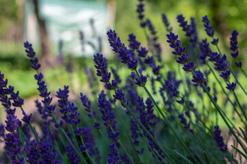 Wall Mural - Lavandula angustifolia bunch of flowers in bloom, purple scented flowering plant, green background