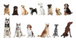 Set of adorable pets on white background. Banner design