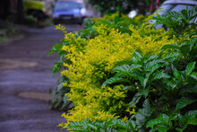 Picture Of Golden Duranta And Jasmine Sambac In The Home Garden
