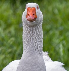 Wall Mural - portrait of a goose