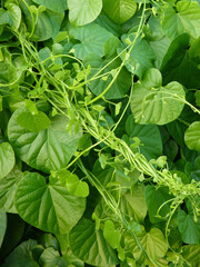 Poster - Selective focus shot of growing tomato leaves