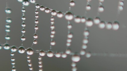 Wall Mural - Spider web with water drops in macro shot