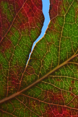 autumn leaves