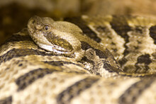 Closeup Of A Timber Rattlesnake (Crotalus Horridus)
