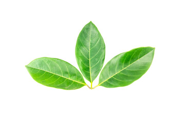 Jackfruit leaves isolated on white background.