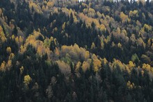 Autumn Panoramic Landscape In Mountains. Fir Trees Around The Pond On The Meadow In Yellowish Weathered Grass.ART