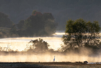 Canvas Print - Beautiful scene of a river with birds and land with trees steam