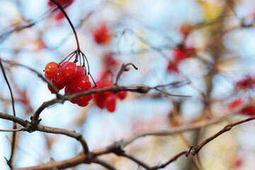 red fresh viburnum berries