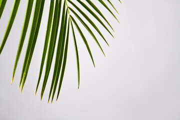 Hanging green tree leaves. Isolated on white background.