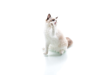 Young beautiful Ragdoll cat on white background