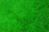 Fototapeta  - Background of a texture of a green and yellow colorful autumn leaf