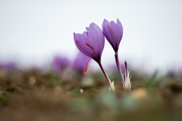 Saffron crocus flowers on ground, Delicate purple plant field