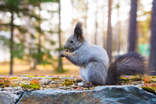 Wild Siberian Gray Squirrel In The Forest.