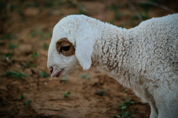 Wall Mural - Close Up of Cute White indian Sheep