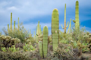 Wall Mural - The Famous Cactuses of Saguaro National Park