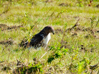 Red-Tailed Hawk Bird of Prey Raptor Sitting on the Ground of a Field on the Prairie Hunting Through the Grass for Prey on Summer Day