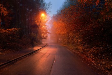 Wall Mural - An empty illuminated country asphalt road through the trees and a small town in a fog on a rainy day, street lanterns close-up, red light. Road trip, transportation, communications, driving