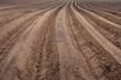 photograph of rows of planted potatoes in a field from a low point of view