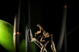 Fototapeta Storczyk - Deroplatys trigonodera mantis