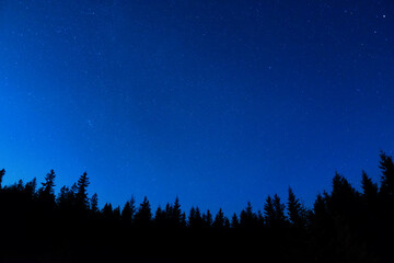 Wall Mural - forest and pine trees landscape under blue dark night sky with many stars, milky way cosmos backgrou