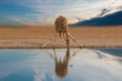 Alone South African giraffe, Giraffa giraffa, drinking from waterhole against dramatic sky. Wildlife photography in Etosha pan, Namibia.
