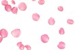 © Oradige59 - Blurred a group of sweet pink rose corollas on white isolated with copy space and softy style