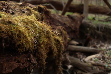 Mossy Fallen Tree 2