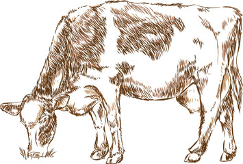 naturalistic cow - line drawing