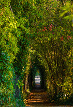 Vertical Shot Of An Alley Under A Plant Tunnel