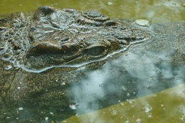 Closeup shot of a crocodile in the water