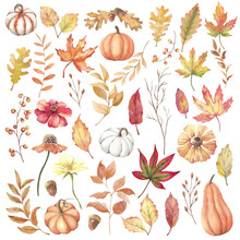 Autumn Pumpkins And Flowers Free Stock Photo - Public Domain Pictures