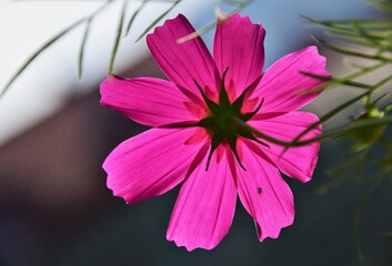 Sticker - pink and white flower