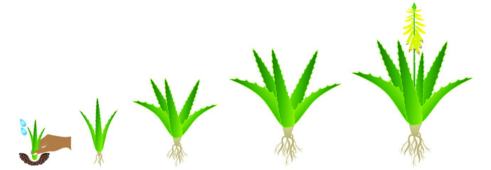 Wall Mural - Cycle of growth of aloe vera plant on a white background.