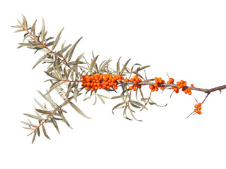 Wall Mural - Branch of Sea Buckthorn with ripe orange berries isolated on white
