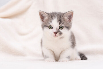 Wall Mural - white-gray kitten on a white bed