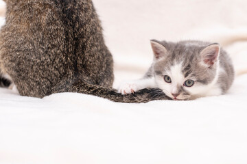 Wall Mural - kitten playing with cat's tail