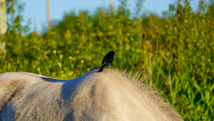 white horse on a meadow