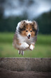 shetland sheepdog running and jumping