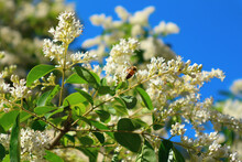 European Privet (or Wild Privet) Ligustrum Vulgare Blooming Shrub. Bee Pollinates White Flowers.