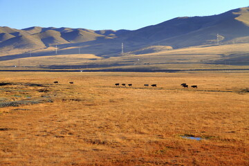 travel in Mongolia