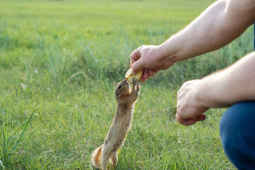 Wall Mural - a man feeds a wild gopher an Apple in nature