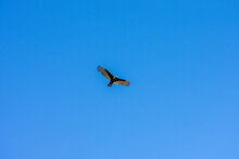 A Turkey Vulture Flying Through A Clear Blue Sky