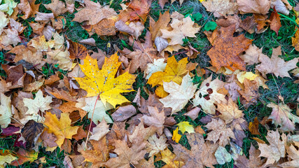 yellow autumn leaves on the ground