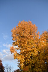 Poster - Autumn Tree