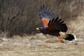 Canvas Print - The Harris's hawk (Parabuteo unicinctus) formerly known as the bay-winged hawk or dusky hawk flying.